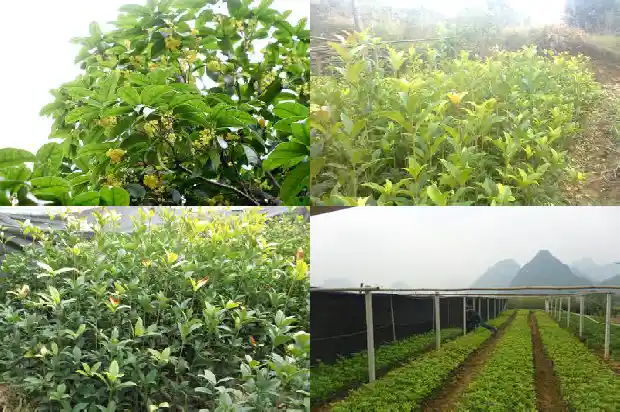 桂花树地径5到7公分的多少钱一个盆1685147258247