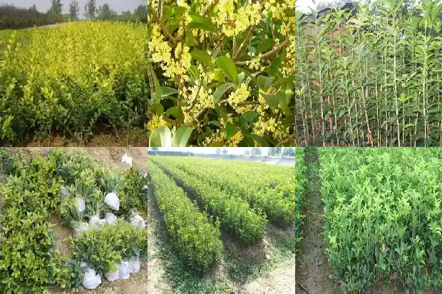 桂花树地径5到7公分的多少钱一个盆1685147258295