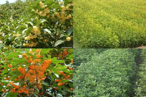 桂花树地径5到7公分的多少钱一个盆1685147258388
