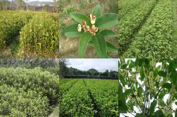 桂花树地径变黑怎么回事1685147279529