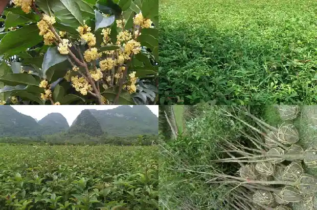 郑州哪里有卖桂花树的1689985790464
