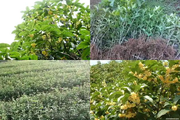 桂花树的外形怎么写1685147299665