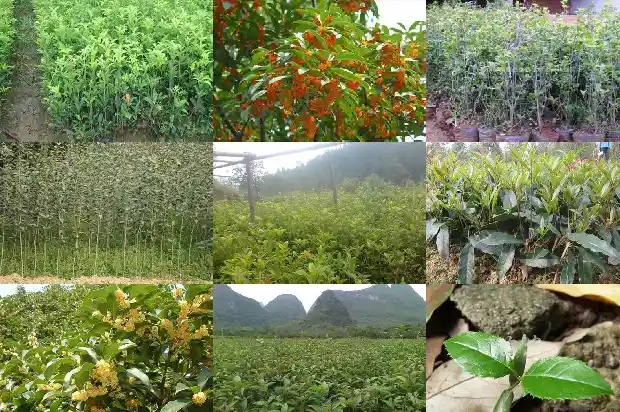 桂花树的树冠形状是什么1685147323977