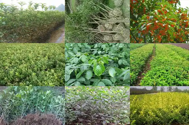 桂花树的树冠形状是什么1685147324025
