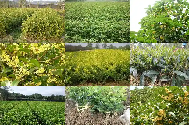 桂花树行情走势如何分析1690245681100