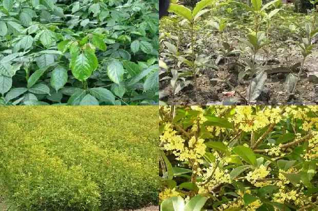 桂花树叶的气味1690073038717
