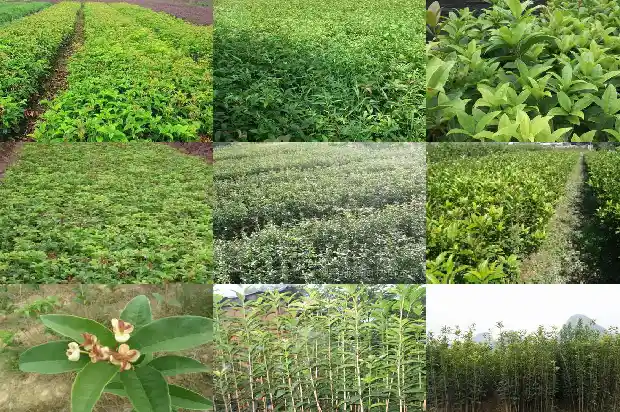 桂花树有什么变化1685147361319