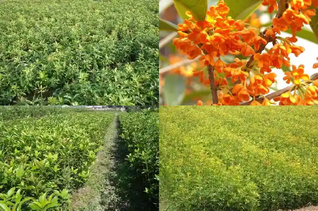 桂花开几次花1688861762778