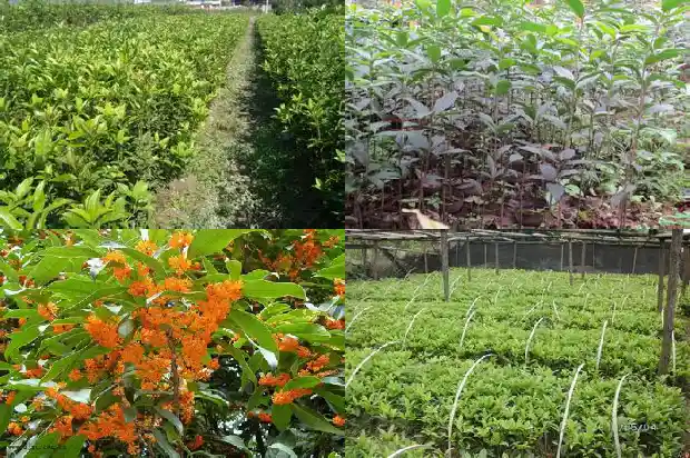 桂花树冠的直径一般是多少毫米的长度1685147380922
