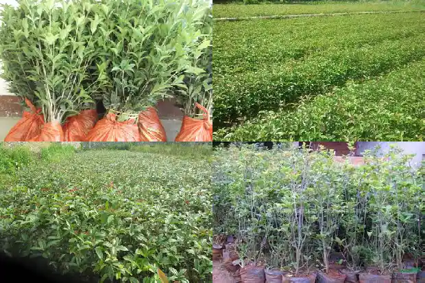 桂花树选怎样的树形1685147412498