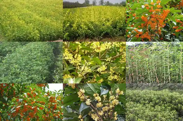 桂花树选怎样的树形1685147412546