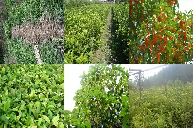 桂花种植时间和方法1688606233037