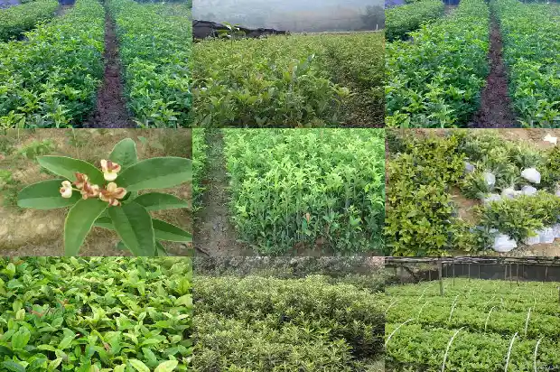 桂花的树形是什么样子的1685147455127