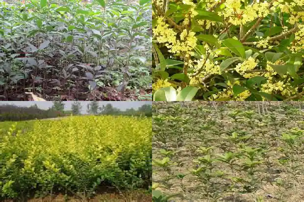 桂花树树冠形状哪个好看1685147474227
