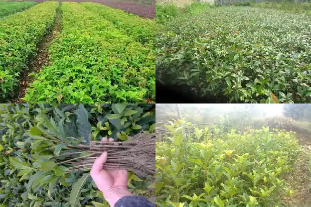 一个桂花树的价格多少钱一棵呢英语怎么说1685147498791