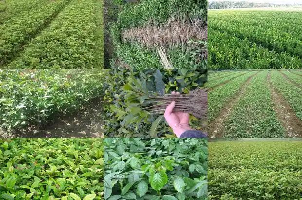 一个桂花树的价格多少钱一棵呢英语怎么说1685147498885