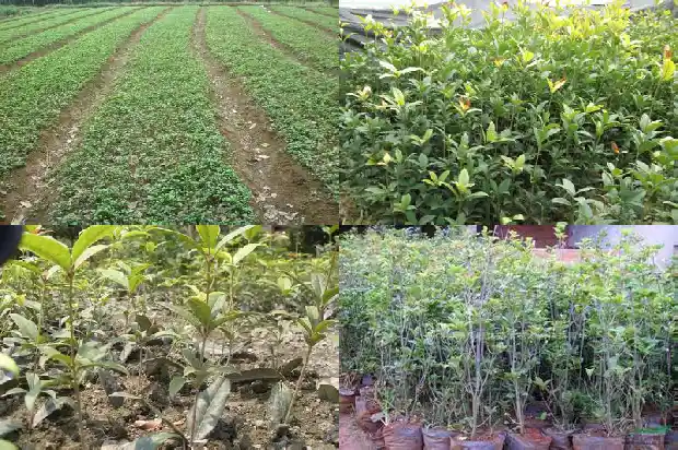 一个桂花树的价格多少钱一棵呢英语怎么说1685147498933