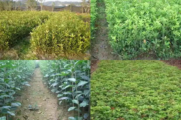 一个桂花树的价格多少钱一棵呢英语翻译1685147523695