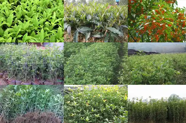 一个桂花树的价格多少钱一棵呢英语翻译1685147523743
