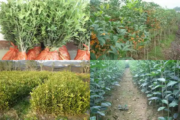 一个桂花树的价格多少钱一棵呢英语翻译1685147523791