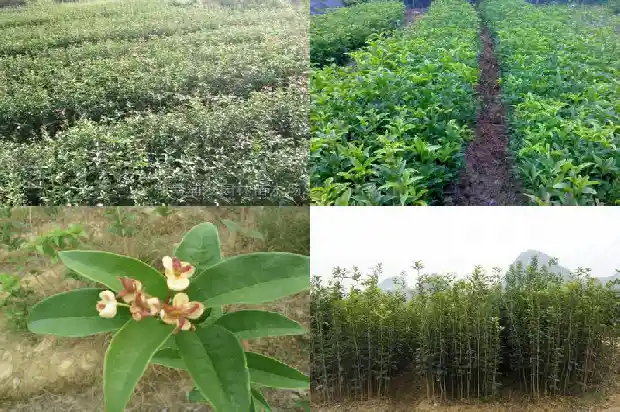 成都桂花树的价格表1689640230352