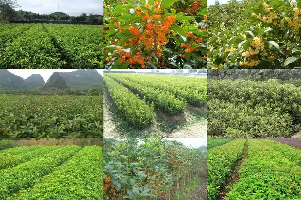 月桂花种植1690245422477