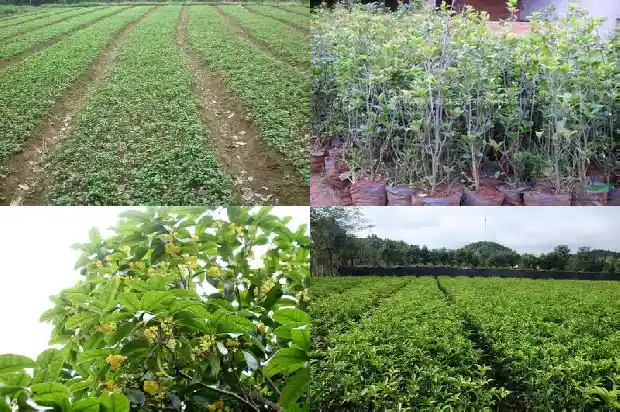 桂花树苗买回要怎么种才活呢1685147727014