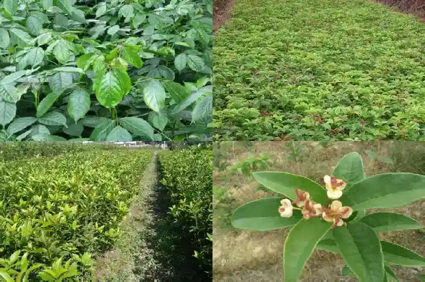一年开一次桂花怎样嫁接为四季花开的1689899670584