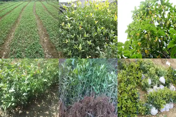 桂花树啥时候种植最好1685147766603