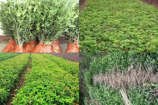 桂花树啥时候种植最好1685147766651
