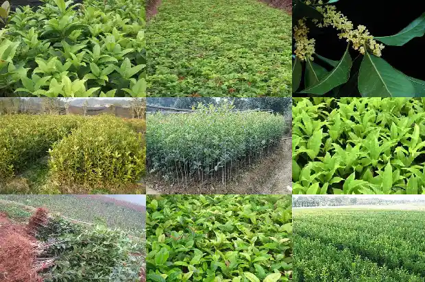 桂花树在什么时候种植1685147787577