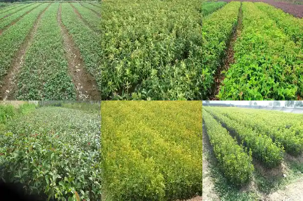 桂花树在什么时候种植1685147787673