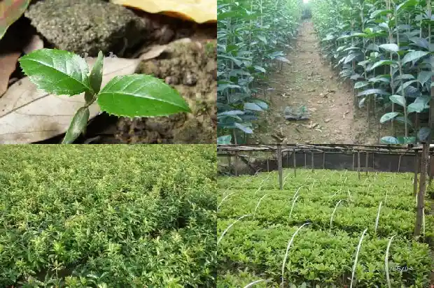 桂花树什么时候种最合适1685147809337