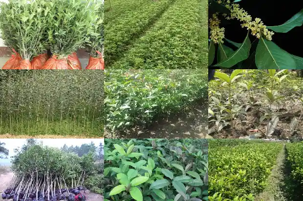 桂花树什么时候种最合适1685147809384