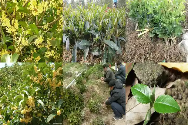 11月移栽桂花树能活吗为什么1685147829224