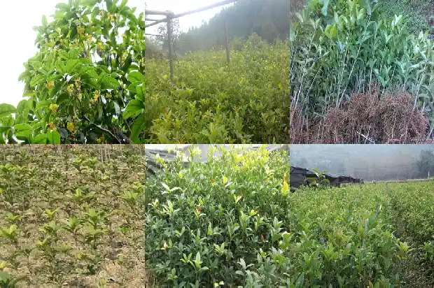 沂蒙桂花批发市场在哪里1690245055040