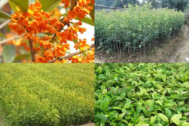 仿写荷花写桂花1689575603769