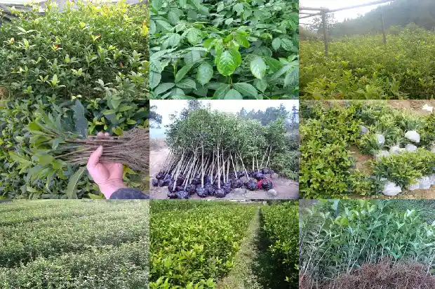 桂花树的前景如何描写句子1685147872335