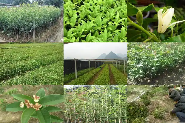 怎样描写桂花树的特点1685147893948