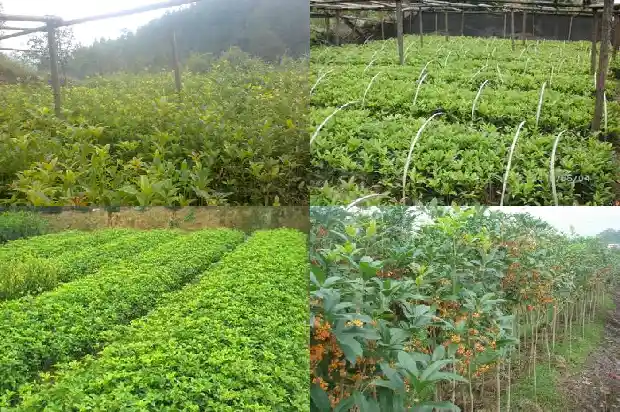 桂花树的前景如何写句子1685147914251