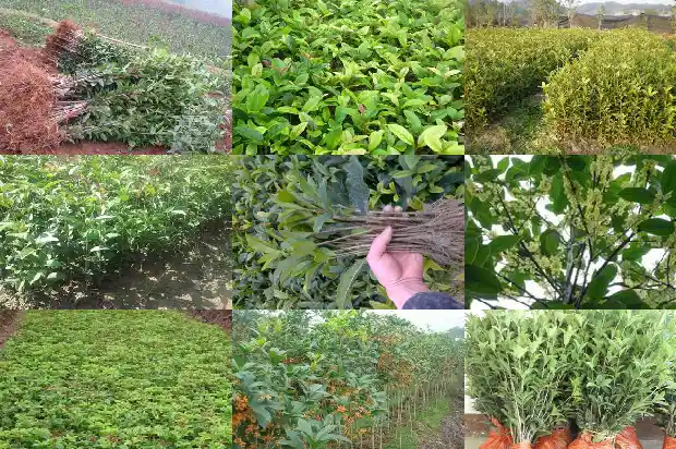 桂花树的前景如何写句子1685147914299
