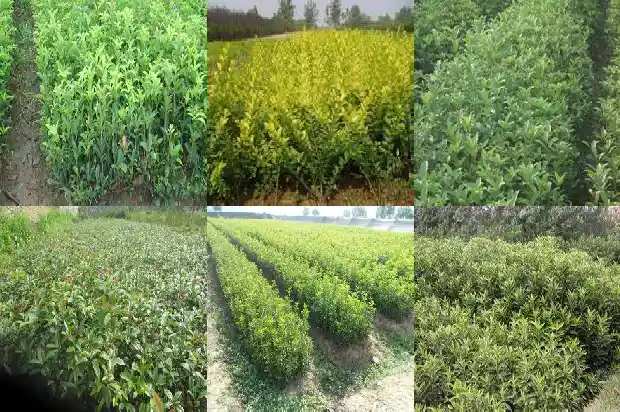 如何介绍桂花树1685147932157