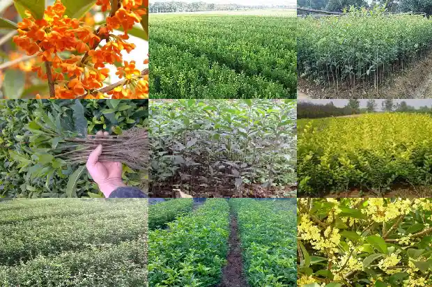 桂花树什么时候种植比较好活啊1685147956327
