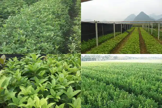 桂花树什么时候种植比较好活啊1685147956375