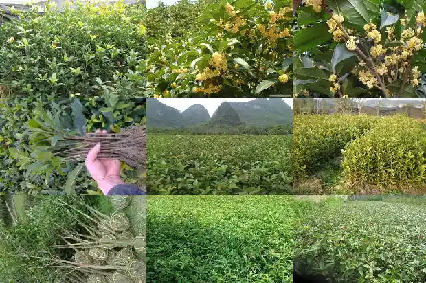 桂花树什么时候种植比较好活啊1685147956423