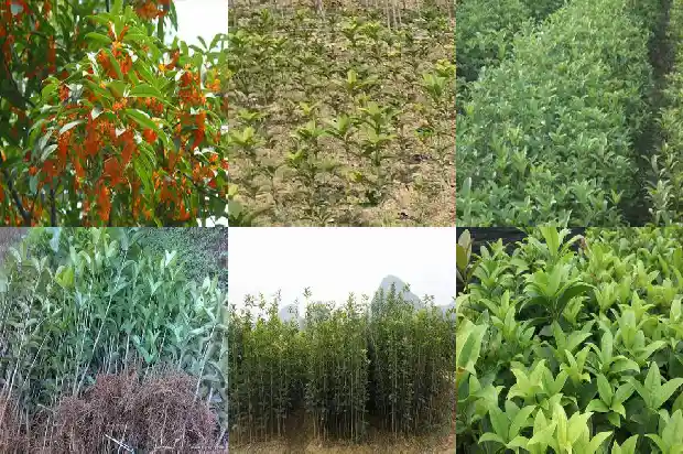 桂花树什么时候种植比较好养活1685147975951
