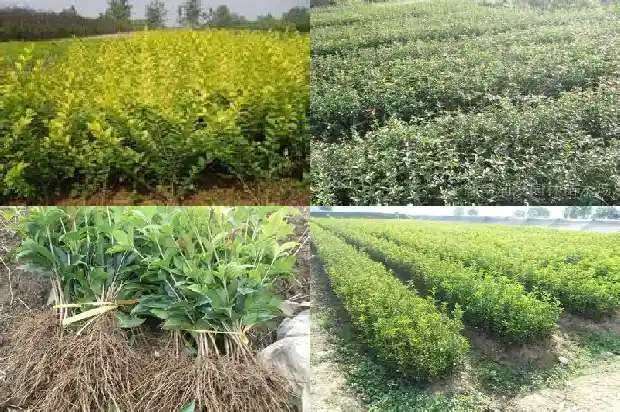 桂花树什么时候种植比较好养活1685147975999