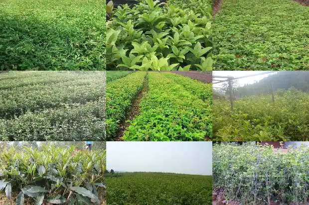 桂花树的树干像什么1689986101916