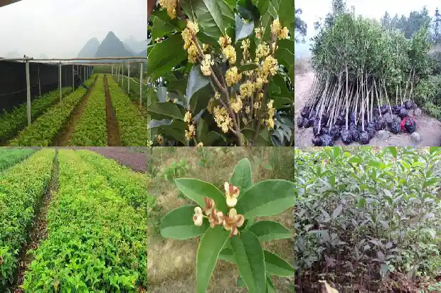 桂花树适合什么时候种植1685147995718