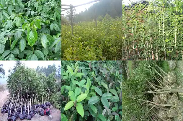 桂花树几月份栽最好呢1685148015382